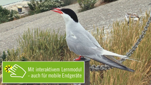 Wer fliegt da in der Luft? [Mit interaktivem Lernmodul]