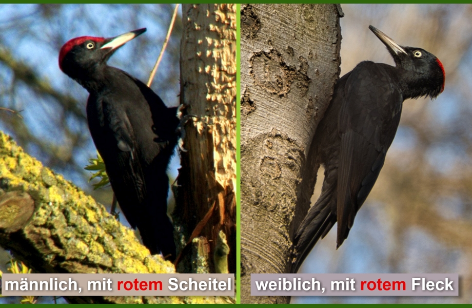 Der Schwarzspecht- Schaubild Foto