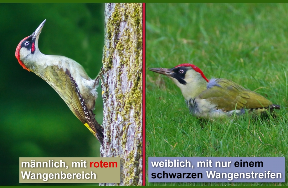 Der Grünspecht - Schaubild Foto