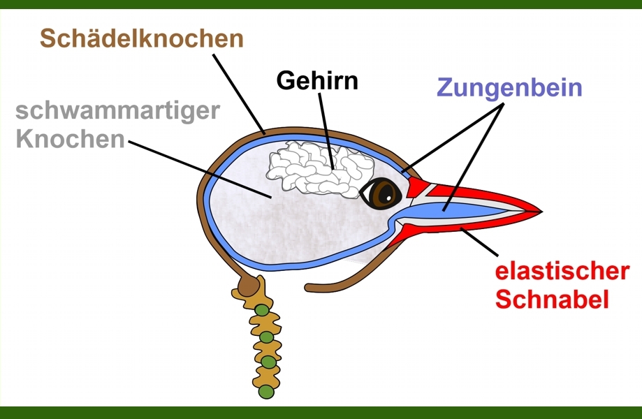 Hämmmern und Trommeln ohne Kopfschmerzen