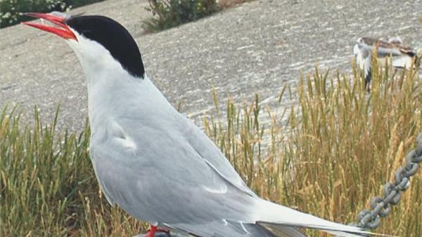 Wer fliegt da in der Luft?