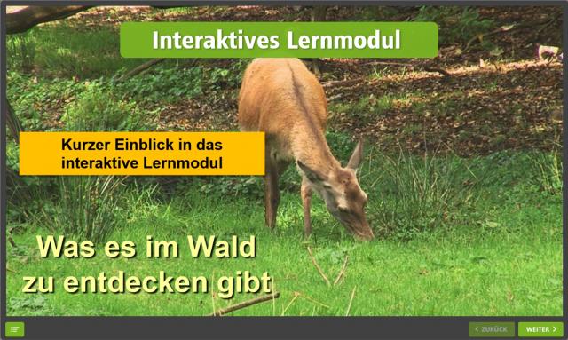 Was es im Wald zu entdecken gibt - Vorschaubild